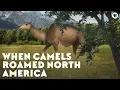 When Camels Roamed North America