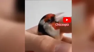 پرنده سهره در دست انسان آواز خوانی میکنه                                                 دندنها