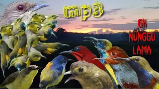 ratusan burcil terlena mp3 burung kecil paling jitu