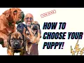CHOOSING THE RIGHT BOERBOEL PUPPUY