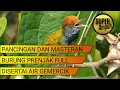 Download Lagu PANCINGAN DAN MASTERAN BURUNG PRENJAK FULL ISIAN