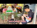 Download Lagu Nyulok Buah Kasai \u0026 Aya Nganjung Buah Temedak // Makai Malam🥰