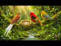 Relaxing Bird Sounds That Instantly Calm Your Mind Soft Piano Nature Sounds