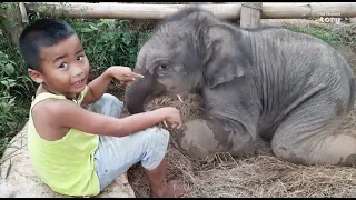 Baby Elephant Ton Nhao Meets Bob: Double the Mischief and Cuteness! - Thai Elephant Story