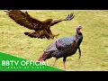 Download Lagu This Stupid Hawk Attacked the Wrong Bird..It Paid the Ultimate Price