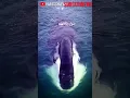 Download Lagu MELIHAT IKAN PAUS TERBESAR DARI DEKAT - HARIES SYAIFUDIN