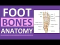 Foot Bones Anatomy Mnemonic Tarsals Metatarsals Phalanges