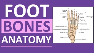 Foot Bones Anatomy Mnemonic Tarsals Metatarsals Phalanges