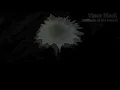 Solitude of the Forest - Vince Black - Tech House #techno #music #solitude #forest