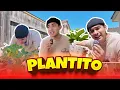 Download Lagu Wander Z Family S1 EP28 - PLANTITO ZEE