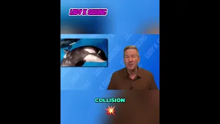 Are Whales 🐳  Teaming Up To Smash 💥  Boat Rudders? ⛵️#sailboat #whale #mystery #ytshorts