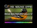 Download Lagu Efek Suara Panggilan Baltimore Oriole #shorts 🔉🐦 | HQ