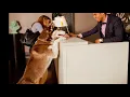 As Pet Travel Grows Hilton s Extended Stay Hotels To Go 100 Pet-Friendly By 2022