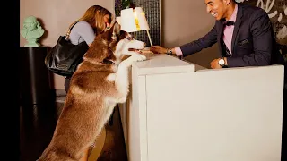 As Pet Travel Grows Hilton s Extended Stay Hotels To Go 100 Pet-Friendly By 2022