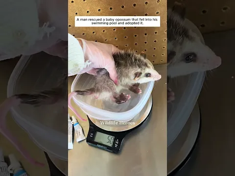 A man rescued a baby opossum that fell into his swimming pool and adopted it.