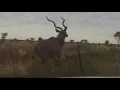 Download Lagu Kudu Bull runs next to vehicle