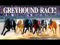 Greyhound Racing - Insane Speed Who Will Win This Race