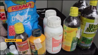 Proper Pesticide Use: Ministry and CABI Promote Crop