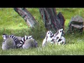 Download Lagu lemurs \u0026 floating monkey 3D anaglyph Full HD 1080p
