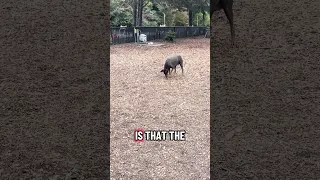 #fyp #dream #doberman #pets #youtube