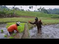 Download Lagu Suasana Pedesaan Yang Bikin Rindu, Sawah di Lereng Bukit Yang Indah Kampung Puncak Suji Jawa Barat
