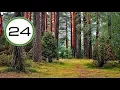 Download Lagu Sonido de BOSQUE🌲🌿 y PÁJAROS🐤 Sin Agua Efecto Relajante para Dormir, Estudiar Relajarse y Meditar