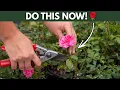 Your Rose Needs This in Every August Most Gardeners Get It Completely Wrong
