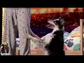 Adrian Stoica and Hurricane Full Performance Comments America s Got Talent 2023 Auditions W