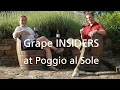 Grape INSIDERS Poggio al Sole Tuscan Wine Tours in Chianti Classico