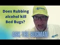 Does Rubbing Alcohol Kill Bed Bugs Lamp s Pest Solutions Pest Control Lexington SC