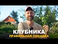 Download Lagu FOR STRAWBERRIES TO PRODUCE, CORRECT PLANTING IS IMPORTANT. When and how to plant strawberries co...