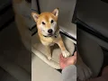 Download Lagu Shiba Inu Communicates With Owner In Smart Ways