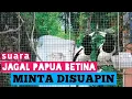 SUARA JAGAL PAPUA BETINA MANJA MINTA DISUAPIN | Female Hooded Butcherbird Sounds