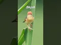 Download Lagu cici padi #birds #thebirdsonggroup #burung #birdsong #kicaumania