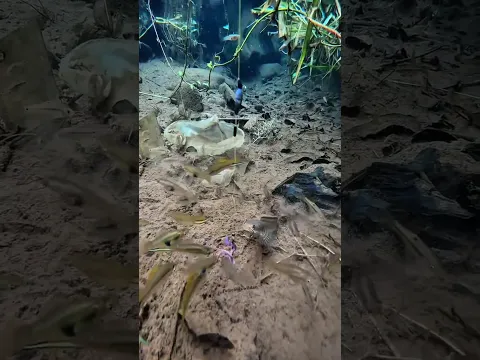 Limbata Hutan Hijau Di Sarang Ikan Guppy