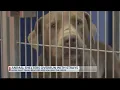 East Texas rescue shelters sending animals up north to combat stray population