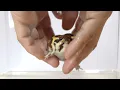 Rain frogs wake up Cute assortment 2