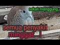 Lagu operasi tanpa bekas (ilmu leluhur)