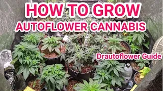 Download VIGOROUS GROWTH IN AUTOFLOWERS - WEEK 3 TO 4 GUIDE AND INFORMATION MP3