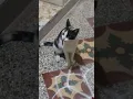 Download Lagu #viralvideo #catfunny 🙏 ஒரு அற விட்டா காது கொய்யின்னுச்சு 👍😼...