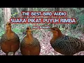 Download Lagu THE BEST BIRD AUDIO// SUARA PIKAT BURUNG PUYUH RIMBA