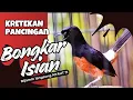 Lagu KRETEKAN AMPUH CEPAT BONGKAR ISIAN MEWAH #kretekanmurai #muraigacor #hobikicaualam 