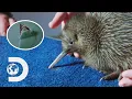 Download Lagu Finding And Hatching A Rare Flightless Kiwi Bird That Amazes Scientists I Modern Dinosaurs