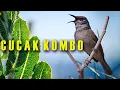 Download Lagu CUCAK KOMBO GACOR TEMBAKAN ISTIMEWA COCOK BUAT PANCINGAN DAN MASTERAN