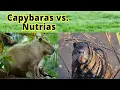 Capybaras vs Nutrias How to Distinguish Them