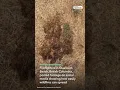 This Is How Easily Wildfires Can Spread