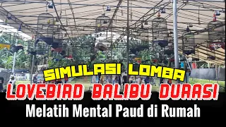 Download Simulasi Lomba Burung Lovebird Balibu Durasi Full Gantangan, Melatih Mental Lovebird Paud Juara MP3