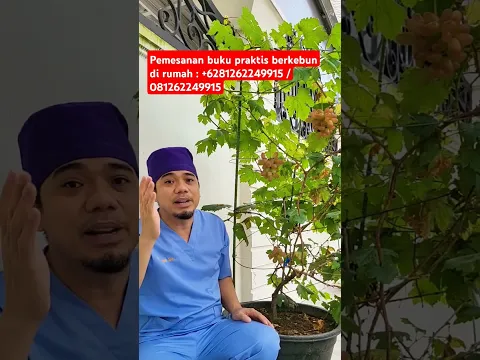 Cara menanam anggur di pot agar cepat berbuah dan lebat buahnya