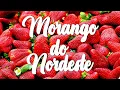 Karametade - Morango do Nordeste - Letra!