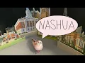 Nashua -